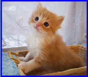 Cute Napoleon Kitten